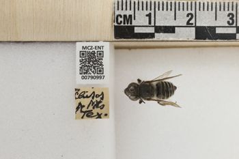 Media type: image;   Entomology 790997 Aspect: Labels